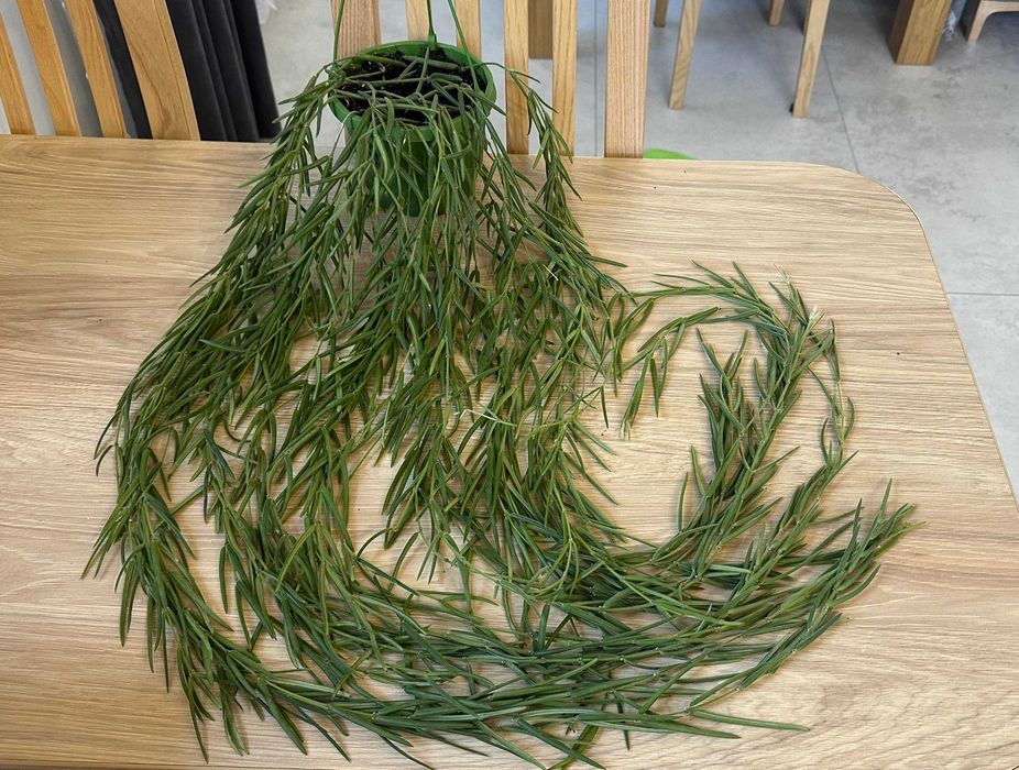 Hoya Linearis ze zdjęcia ok. 110 cm długości, gęsta