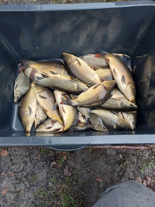 Ryby karp handlowy amur tolpyga jesiotr pstrąg palia sum 21kg karaś