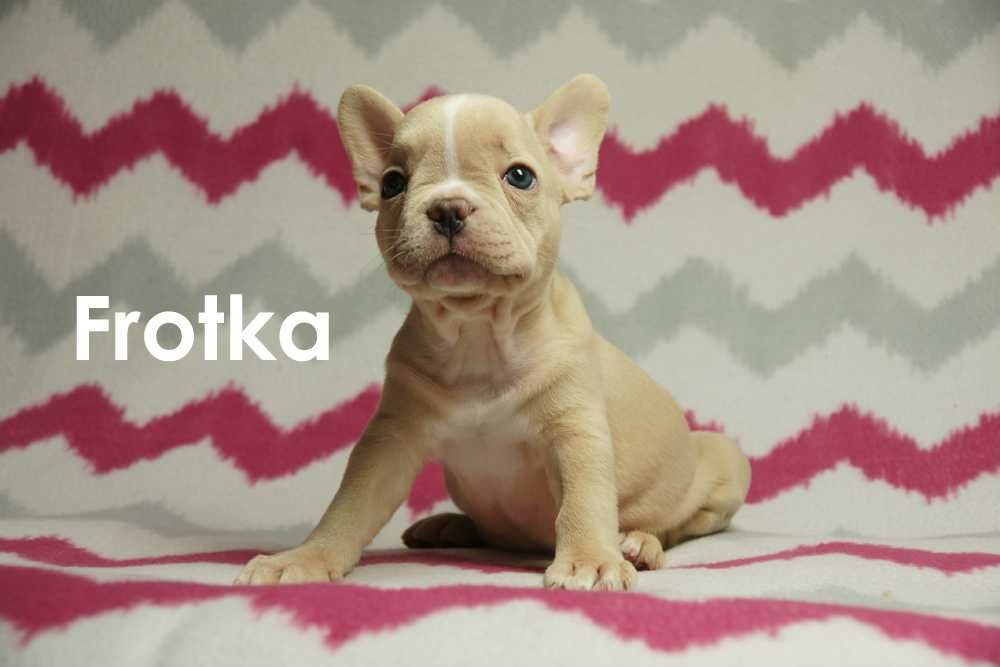 Buldog francuski na sprzedaż - SUCZKA