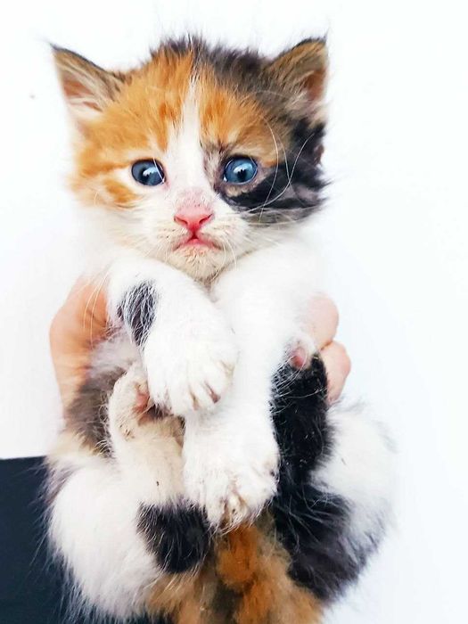 Котята кошечки котики бесплатно
