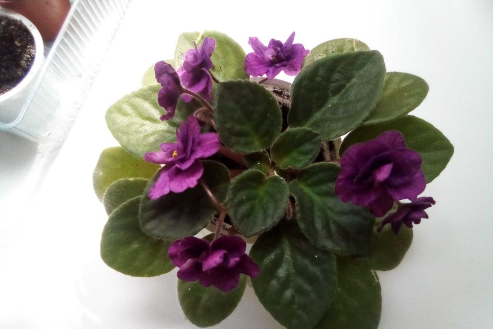 Листочки   фіалок