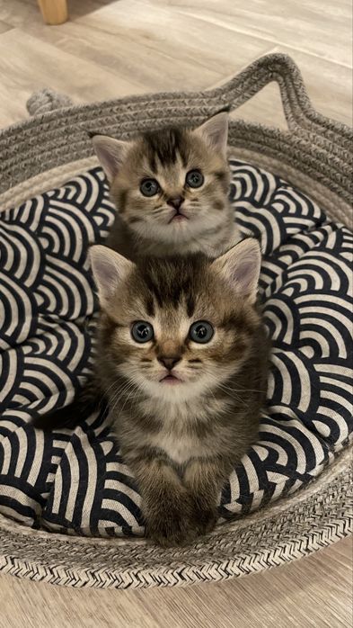 Девочки шотландские, скотиш страйт с прививками, чипом