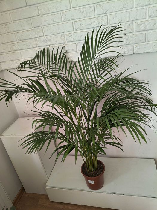 Palma Areka  100 cm
