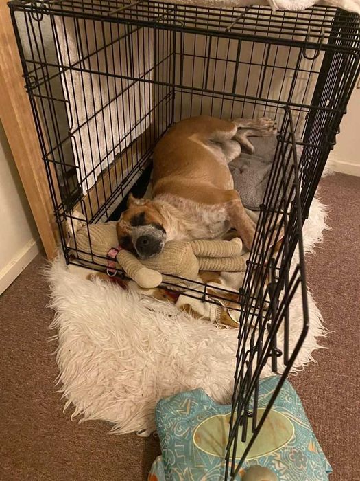 Клетка для собак Польша все размеры переноска манеж будка X/S - XXL