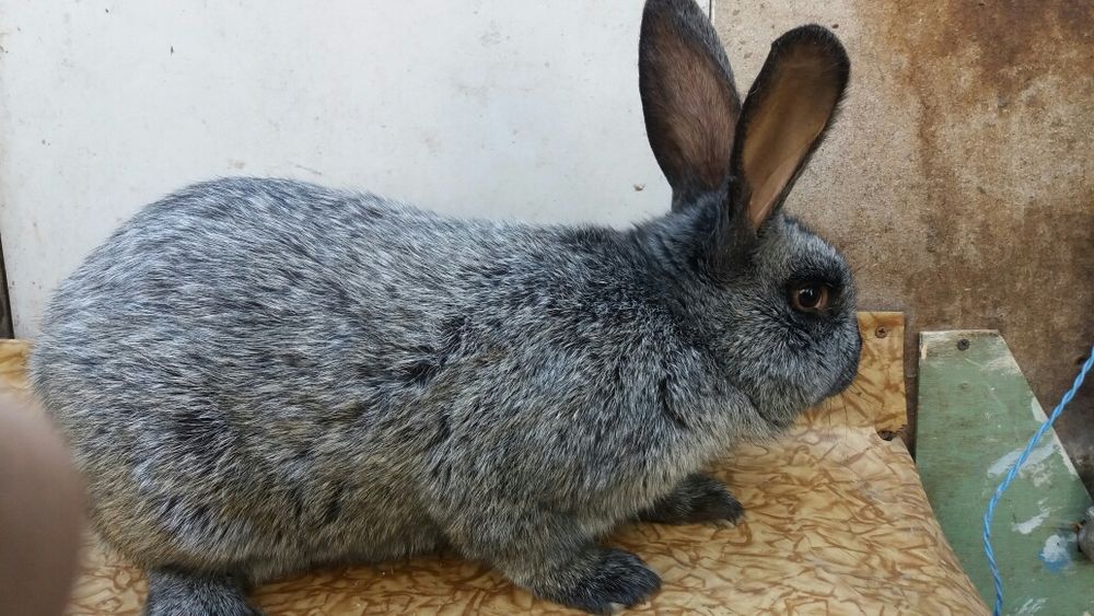 Кролики на племя. Серебро,Фландр.,,и другие породы.