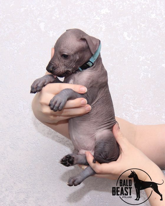 Nagi pies meksykański, xoloitzcuintle standard samiec