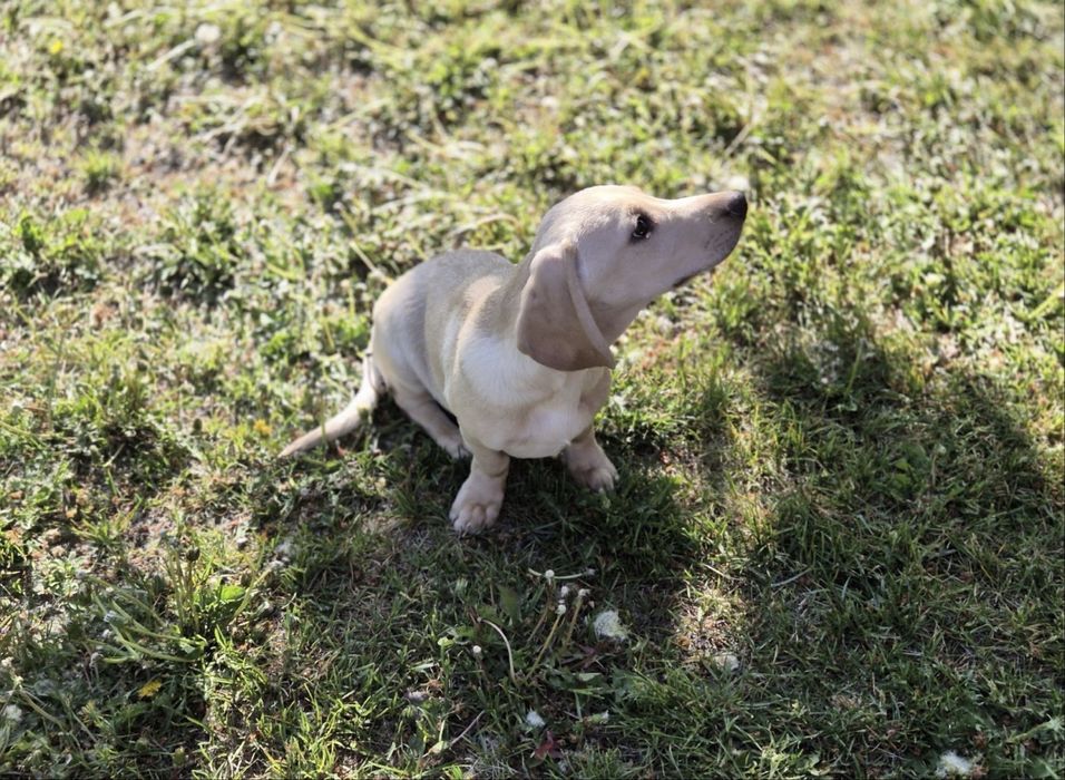 Jamnik - biały piesek z kompletem szczepień