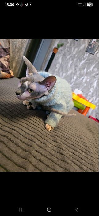 Канадський сфінкс дівчина