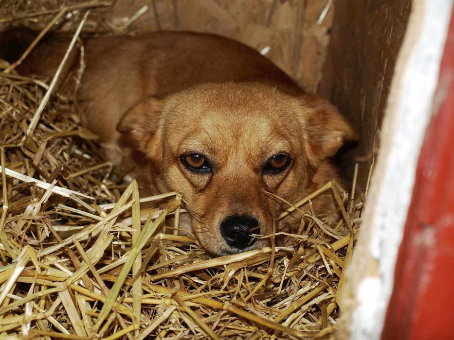 Niepełnosprawna Abby prosi o adopcje