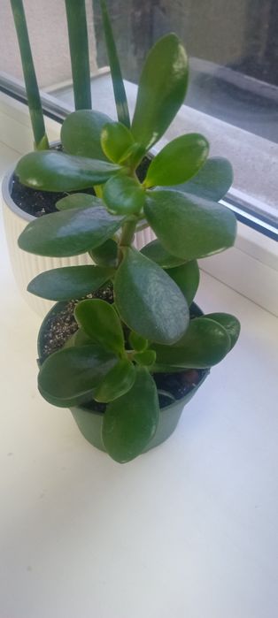 Грошове дерево,  товстянка,  красула 70 грн