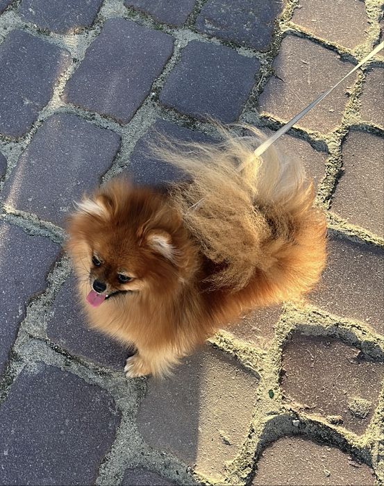 Szpic Miniaturowy Pomeranian