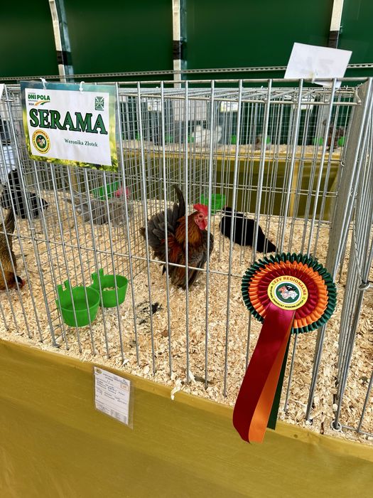 Serama Seramy  jaja lęgowe