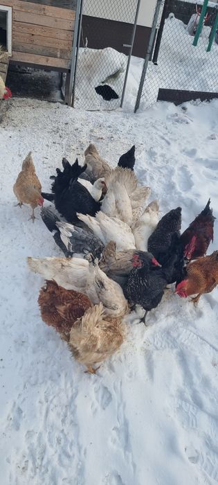 Індокачки білі, молодняк