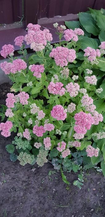 Очіток Седум великі кущі, очиток,барвінок