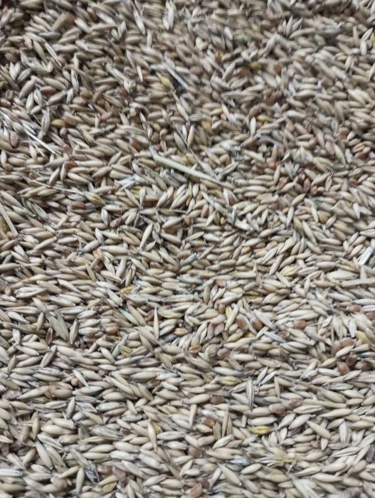 Mieszanka zbóż ozimych owies pszenica jeczmień