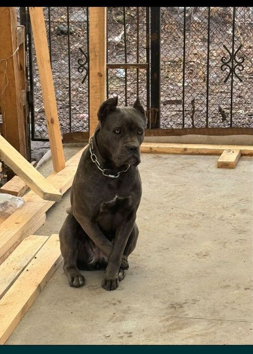 Cane Corso- odchowana sunia