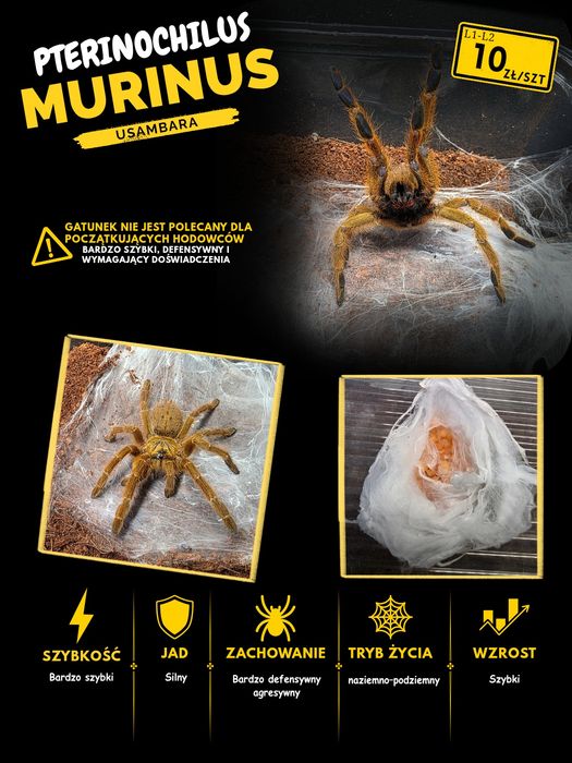 Pterinochilus murinus usambara