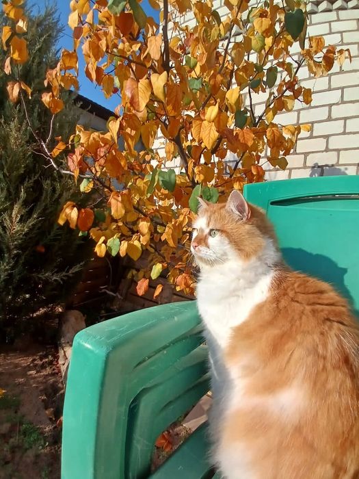 Продам дачу в СВТ "Синегір'я"