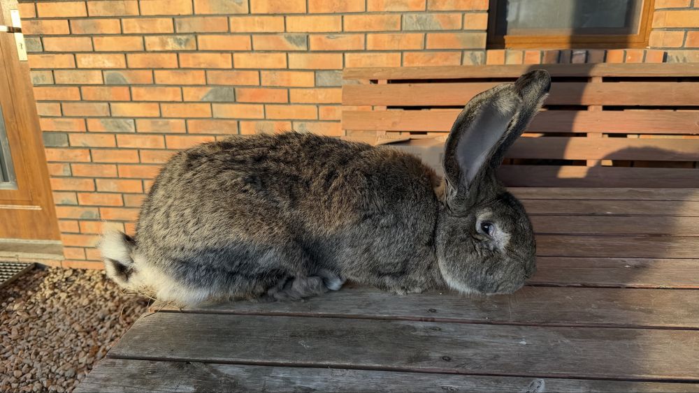 Olbrzym Belgijski Samiec