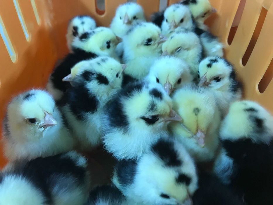 Kurczaki pisklęta nioski, mięsne, Blueshell, Greenshell, Sussex, Rosa,