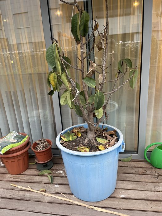 Planta grande ficus GRATIS