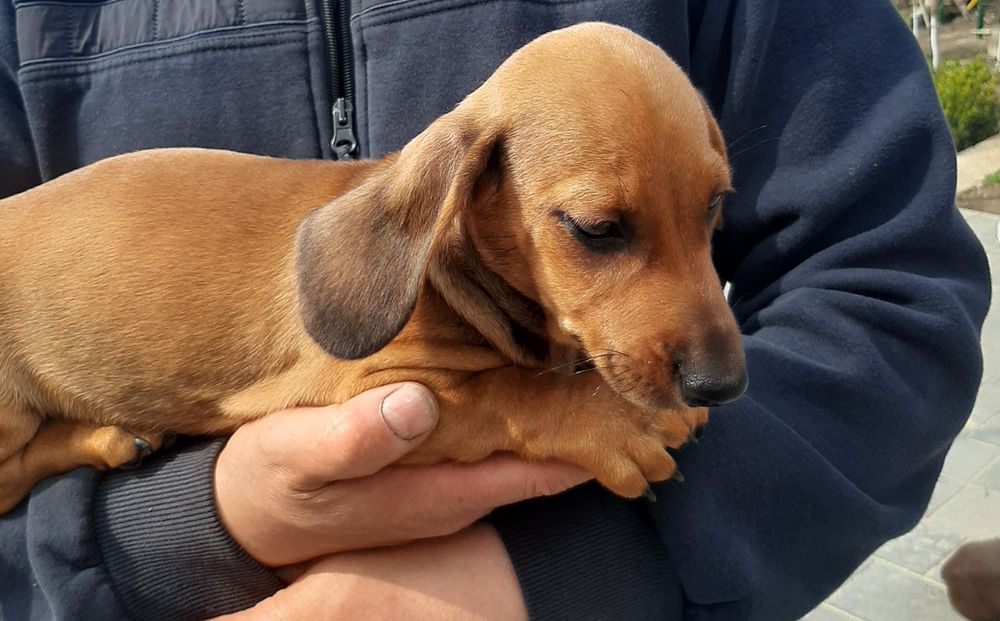 Гладкошерстні таксята.