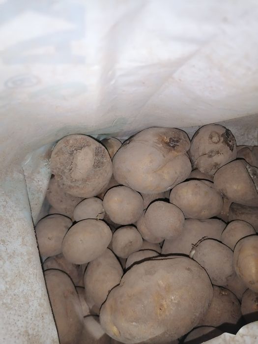 Ziemniaki 2 gatunek (paszowe)