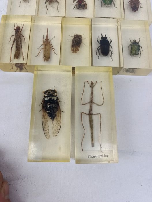 Жуки в епоксидной смоле коллекция для детей детская игрушка скорпион