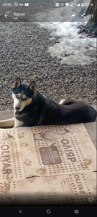 Шукаемо нових власників для Хаскі