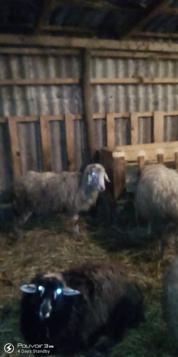 Вивци каракули 3000гр