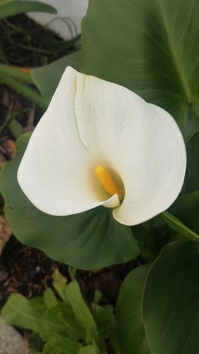 Planta jarro branco lirio calla, zantedeshia