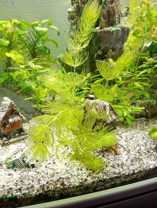Planta de aquário Foxtail/Ceratophyllum demersum