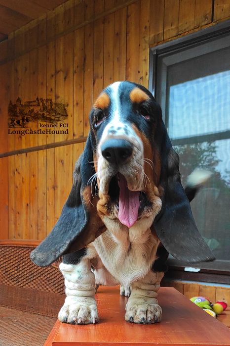 LONG CASTLE HOUND питомник предлагает щенка девочку