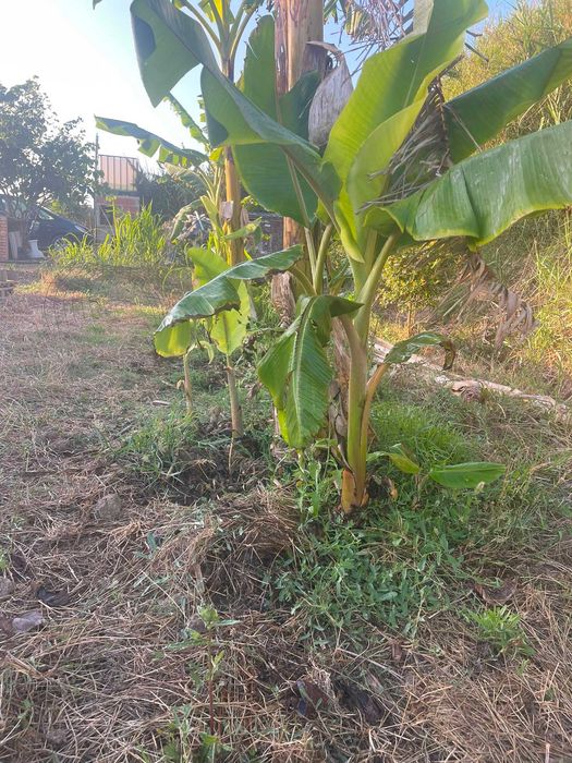 Mudas de Bananeira