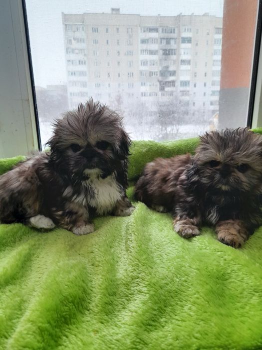 Шитцу хлопчик та дівчатка