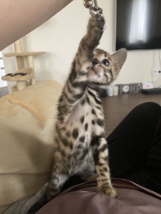 Чудові бенгальські кошенята