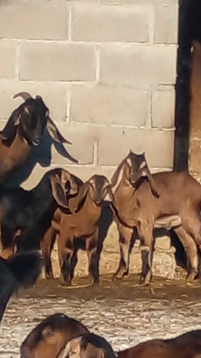 100 % ан козенята