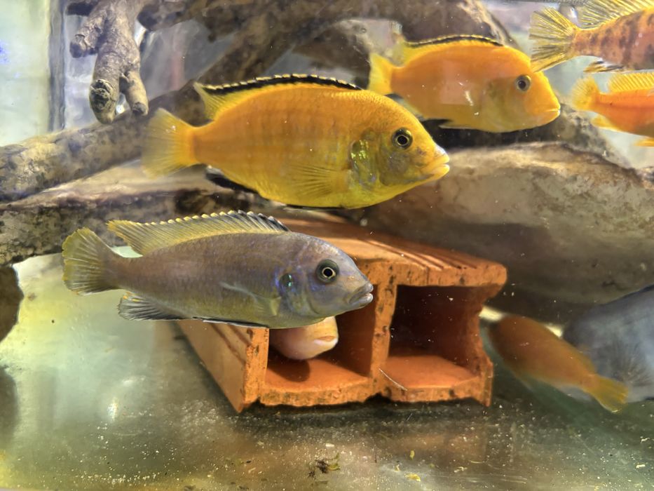 Ciclideos africanos lago de malawi