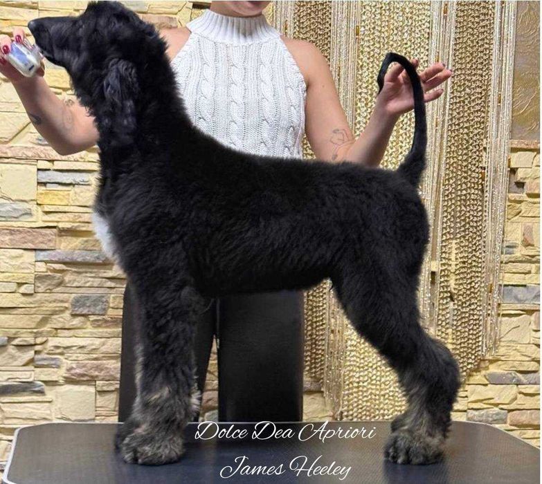 Щенки Афганской  Борзой