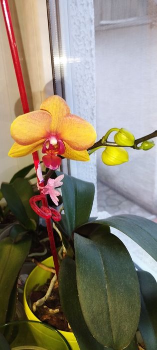 Орхидея цветущая