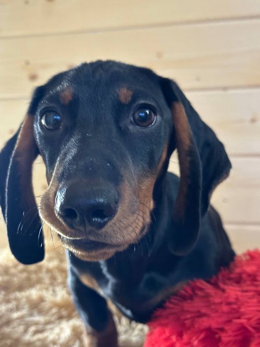 Гладка такса з документами/ чорнопідпала такса / гладкошерстная такса