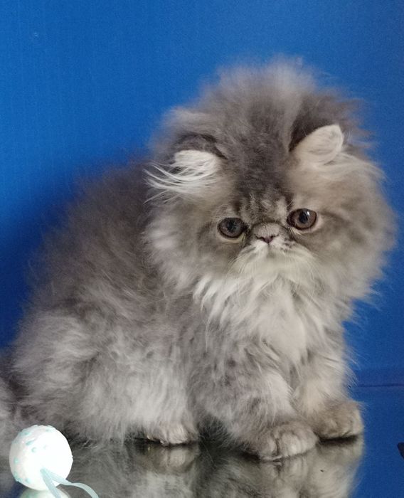 Класний малий перс хлопчик