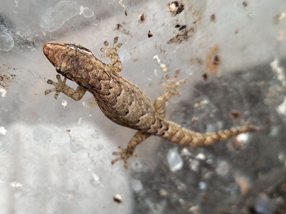 Dorosłe gekony płaczące (Lepidodactylus lugubris)