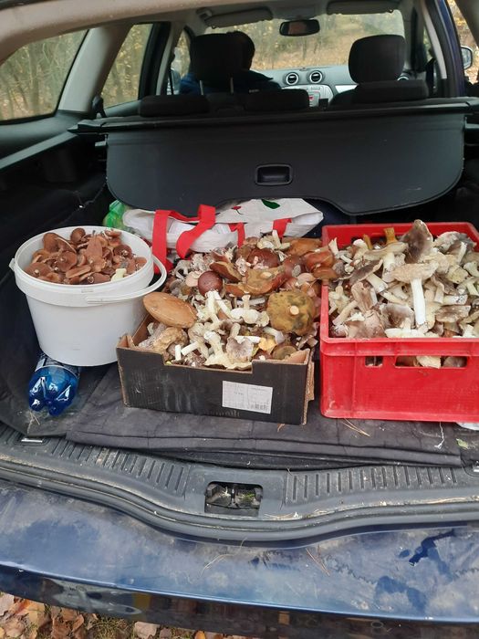 Grzyby suszone od grzyboznawcy