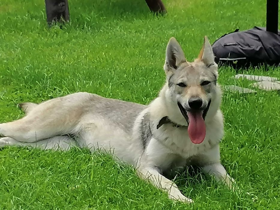 czechoslowacki wilczak suczka