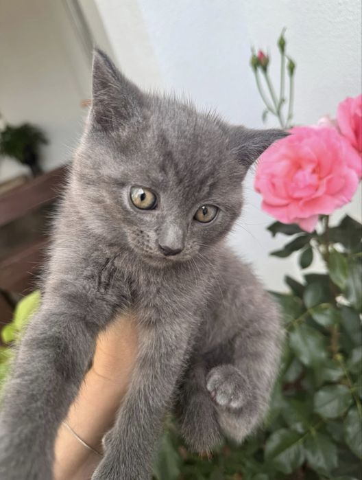 Котики шотландські висловухі