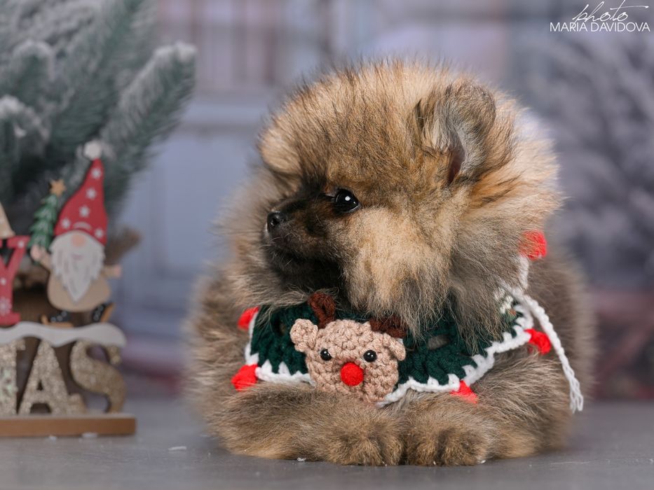 Цуценя померанський шпіц / щенок померанский шпиц