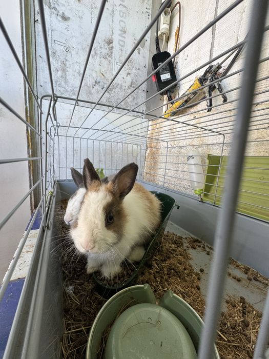 Vendo Coelho anão juntos ou separados