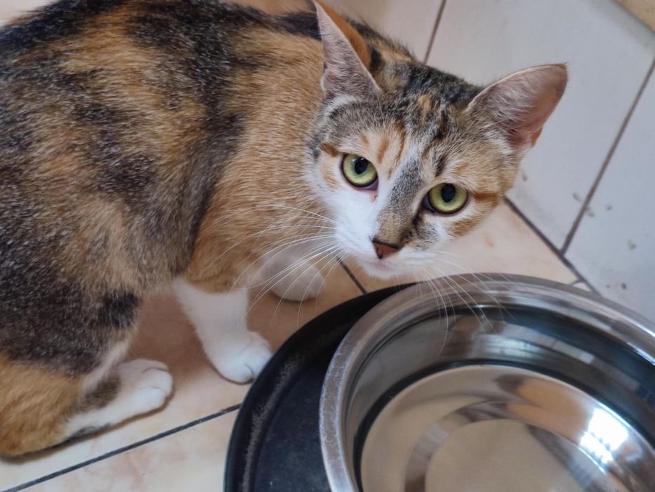 Пристраивает в добрые руки