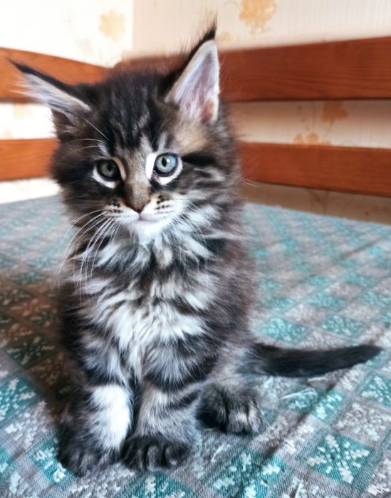 Кошеня мейкуни дівчинка